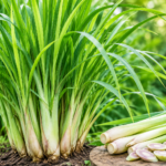 Lemongrass is a tropical perennial grass which belongs to the family Poaceae. Cymbopogon citratus (DC) Stapf. Commonly known as lemongrass. Lemongrass is a medicinal plant. Lemongrass is also called as sweet rush. Lemongrass is also known as citronella grass. Lemongrass is a grass with a lemony scent. Lemongrass has a fresh, lemony aroma, and citrus flavor. Lemongrass is grey green coloured grass which has many species