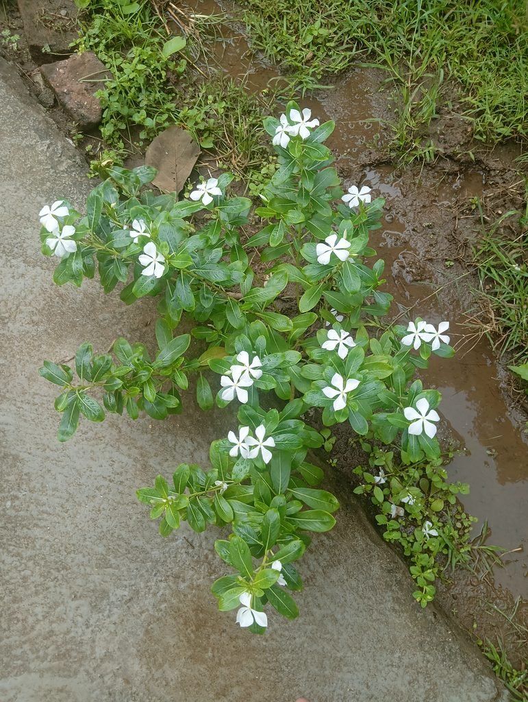 Discover Catharanthus roseus, also known as Madagascar periwinkle. Learn about its botanical characteristics, medicinal importance, chemical compounds, cultivation, ecological role, and fascinating facts.