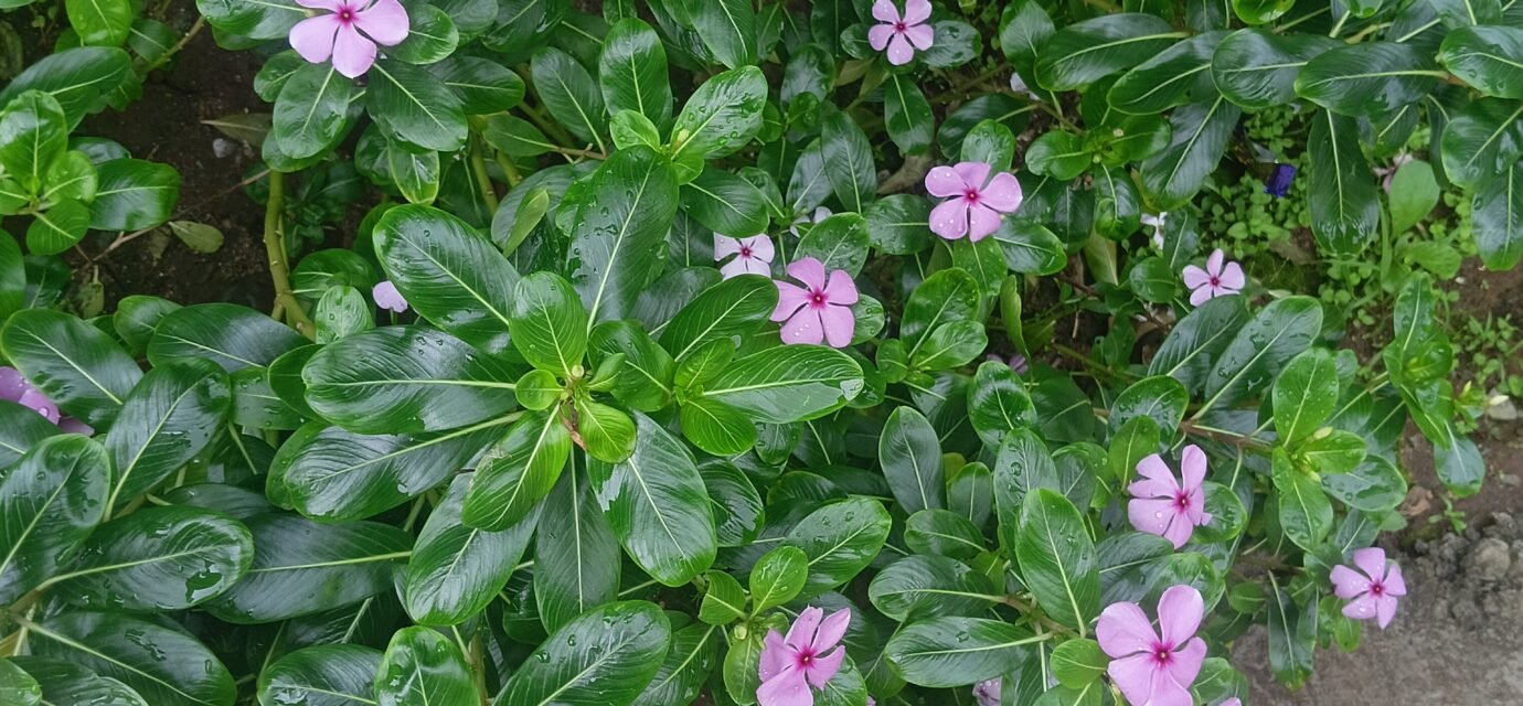 Discover Catharanthus roseus, also known as Madagascar periwinkle. Learn about its botanical characteristics, medicinal importance, chemical compounds, cultivation, ecological role, and fascinating facts.