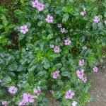 Discover Catharanthus roseus, also known as Madagascar periwinkle. Learn about its botanical characteristics, medicinal importance, chemical compounds, cultivation, ecological role, and fascinating facts.