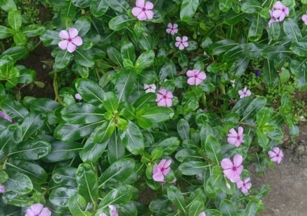 Discover Catharanthus roseus, also known as Madagascar periwinkle. Learn about its botanical characteristics, medicinal importance, chemical compounds, cultivation, ecological role, and fascinating facts.