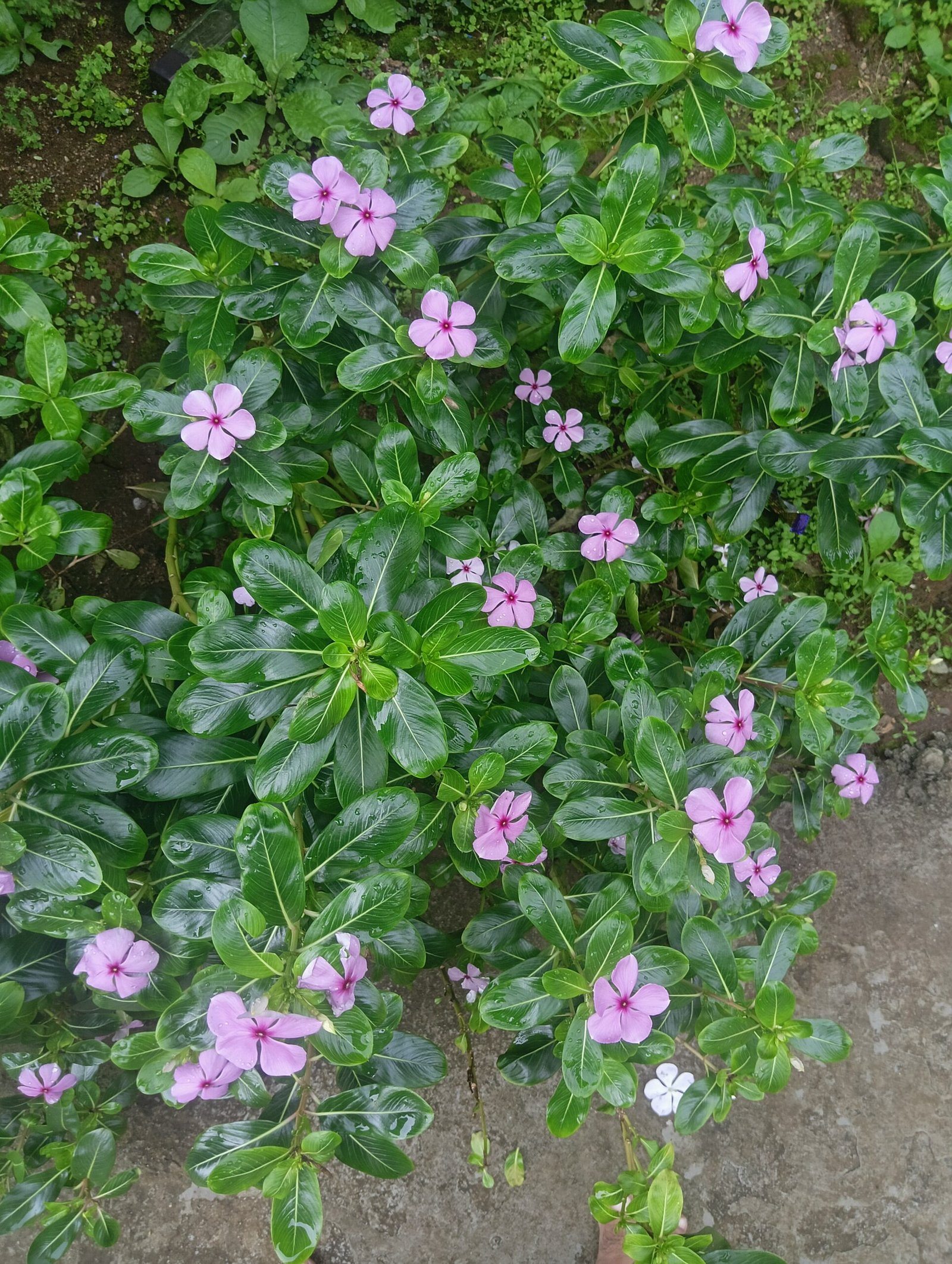 Catharanthus roseus: The Medicinal Plant